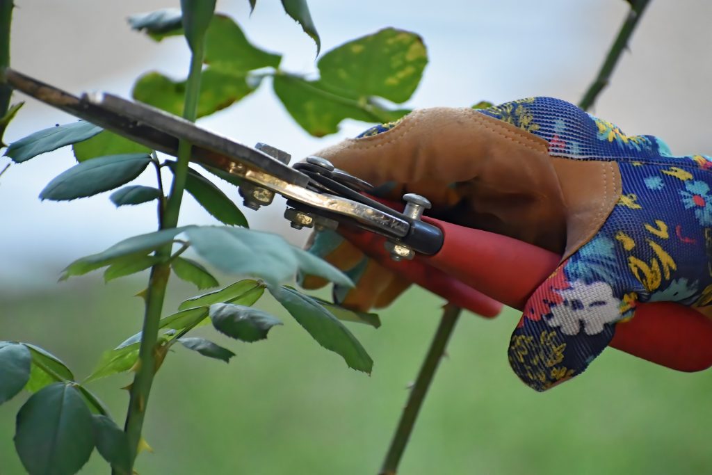 Spring tree pruning